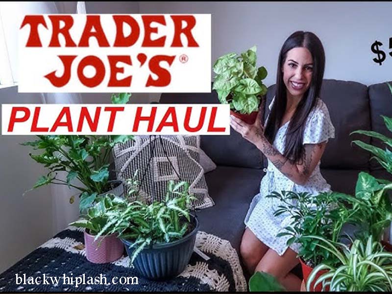 r houseplants at trader joe's